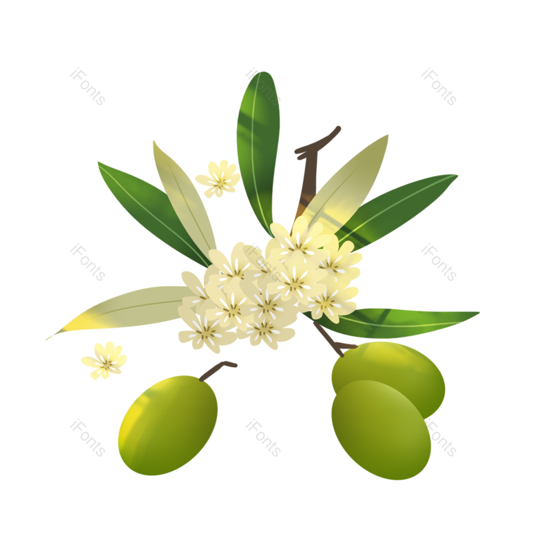 叶子图片,橄榄元素,植物PNG,免抠素材